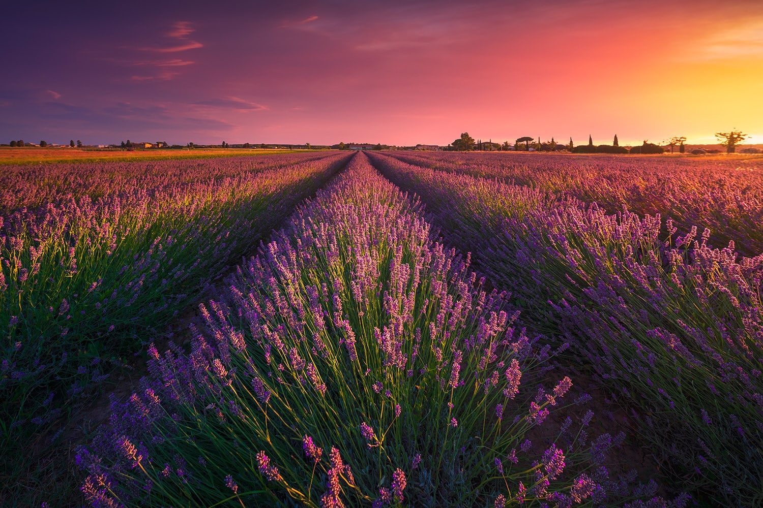 lavander hospice phoenix az