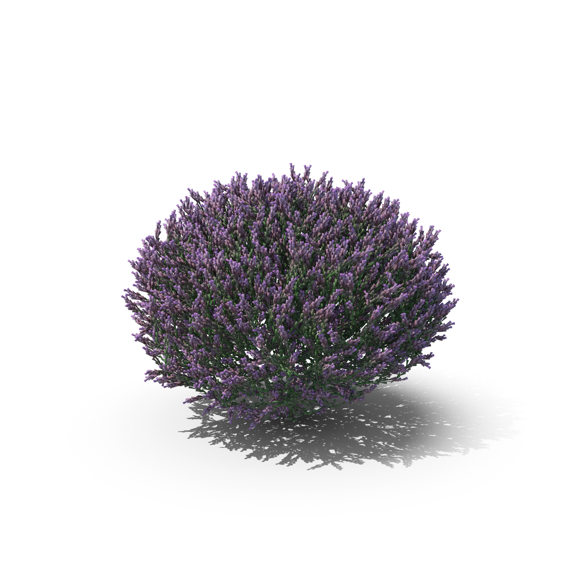 lavender flowers.h03.2k